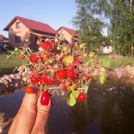 Brzozowy Zakatek Wilkasy